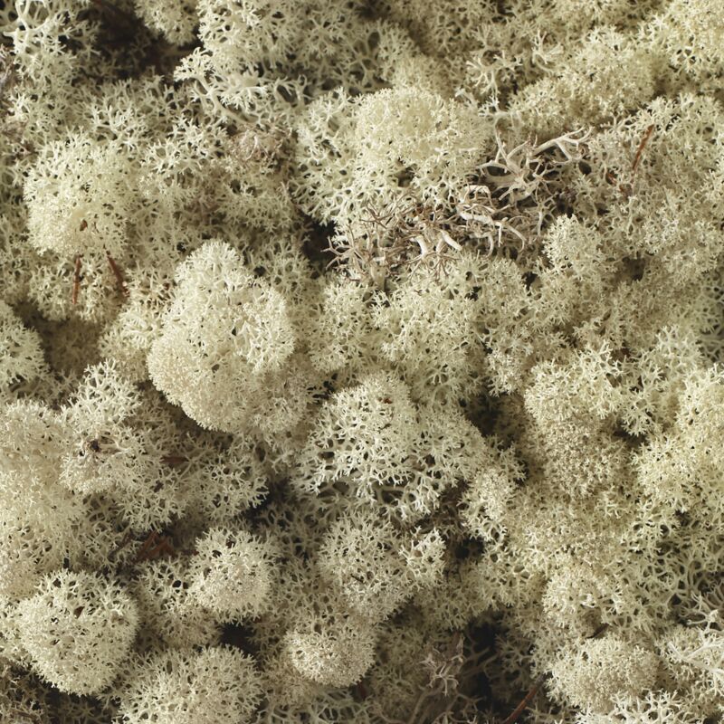 Natural Reindeer Moss