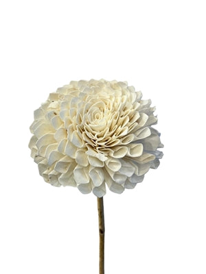 39" Dried Dalia Flower Stem (2 Sizes)