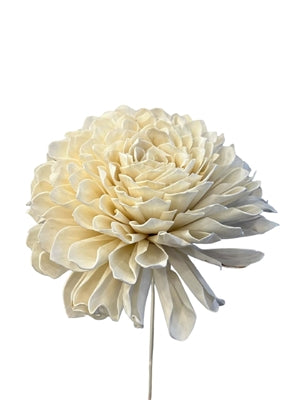 39" Dried Dalia Flower Stem (2 Sizes)