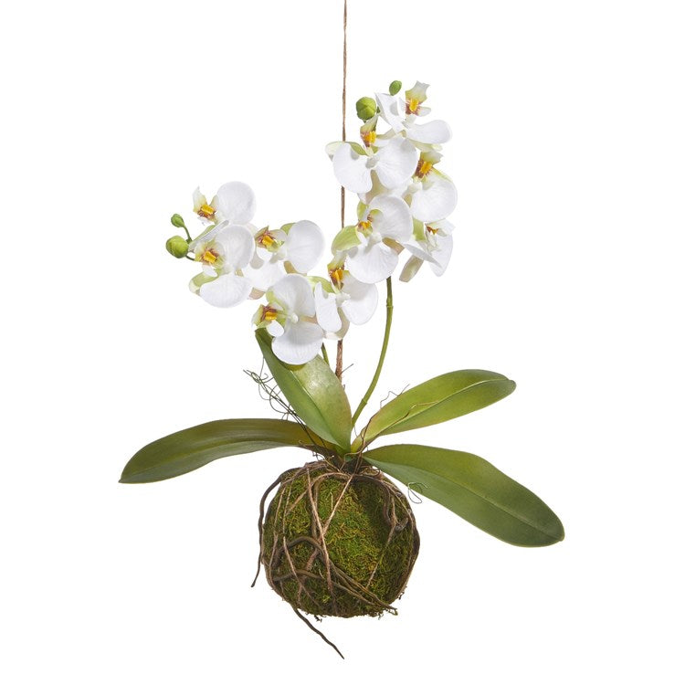 White Orchid w/ Moss Ball (2 Sizes)