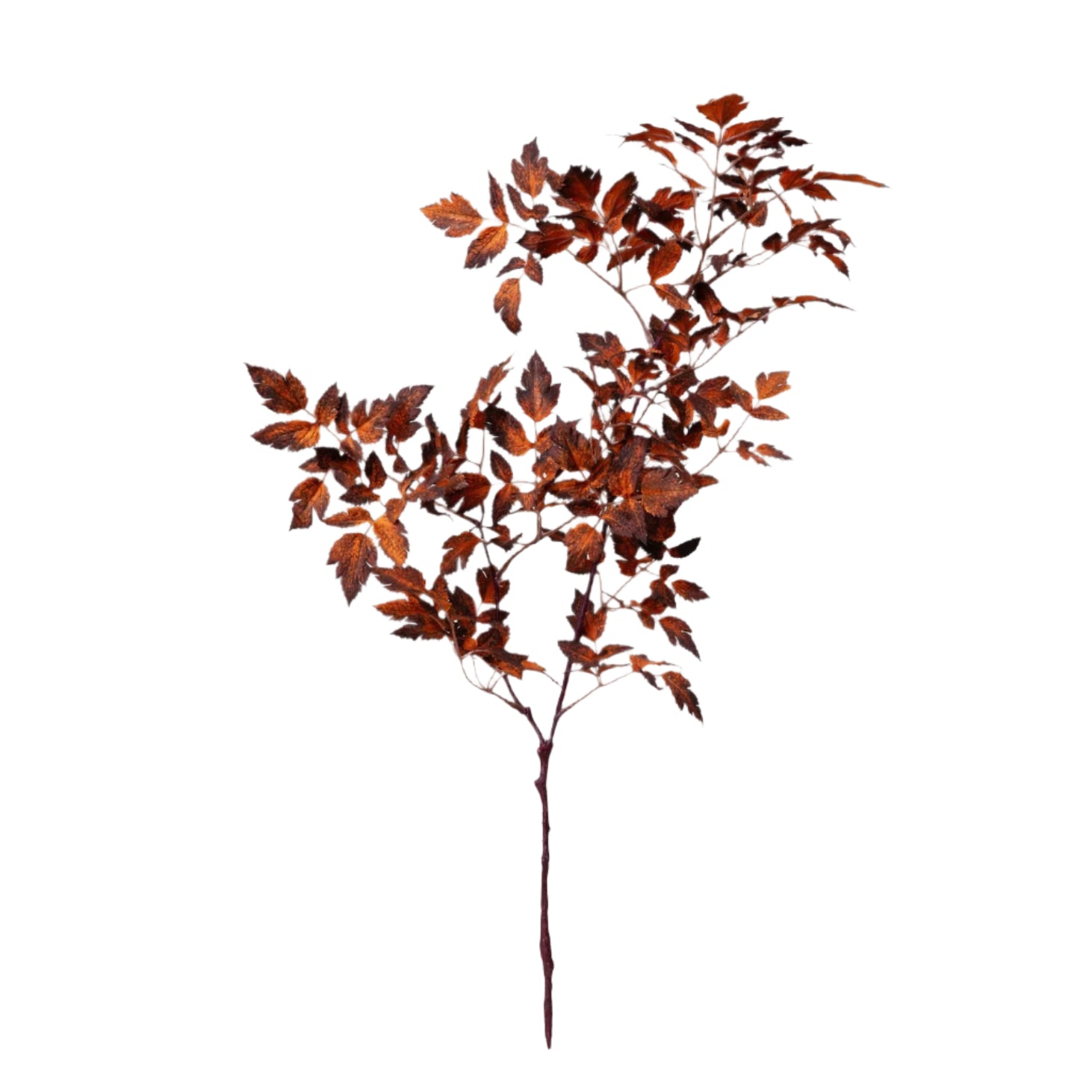 31" Cimicifuga Leaf Stem-Brown/Rust