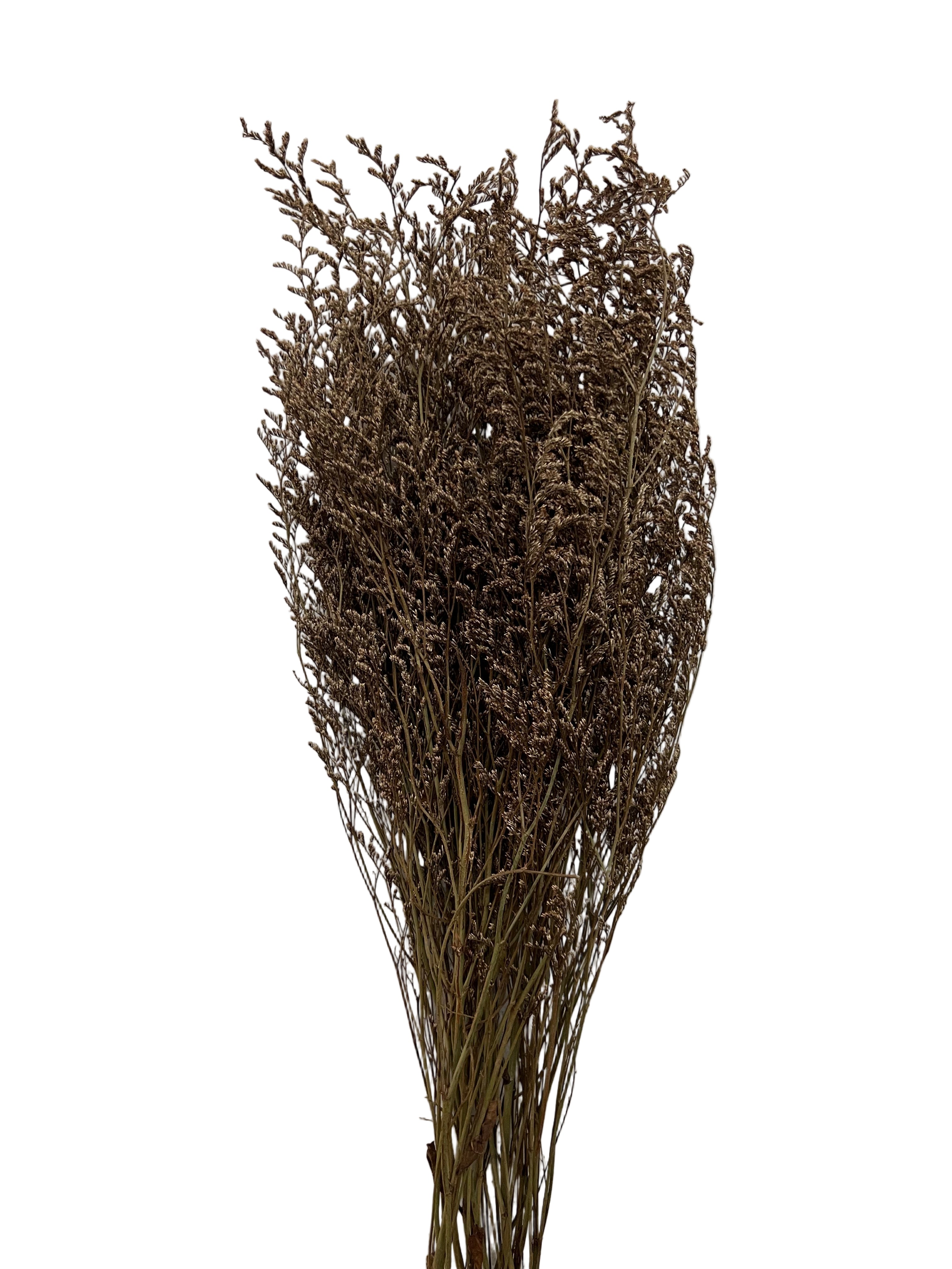 29" Dried Caspia Bunch- Natural