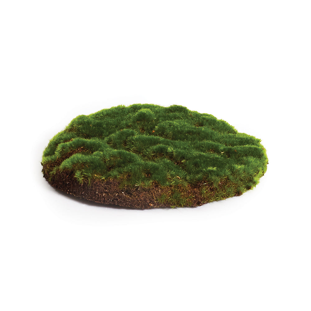 sheet moss for potted plants Moss Sheet (2 sizes)