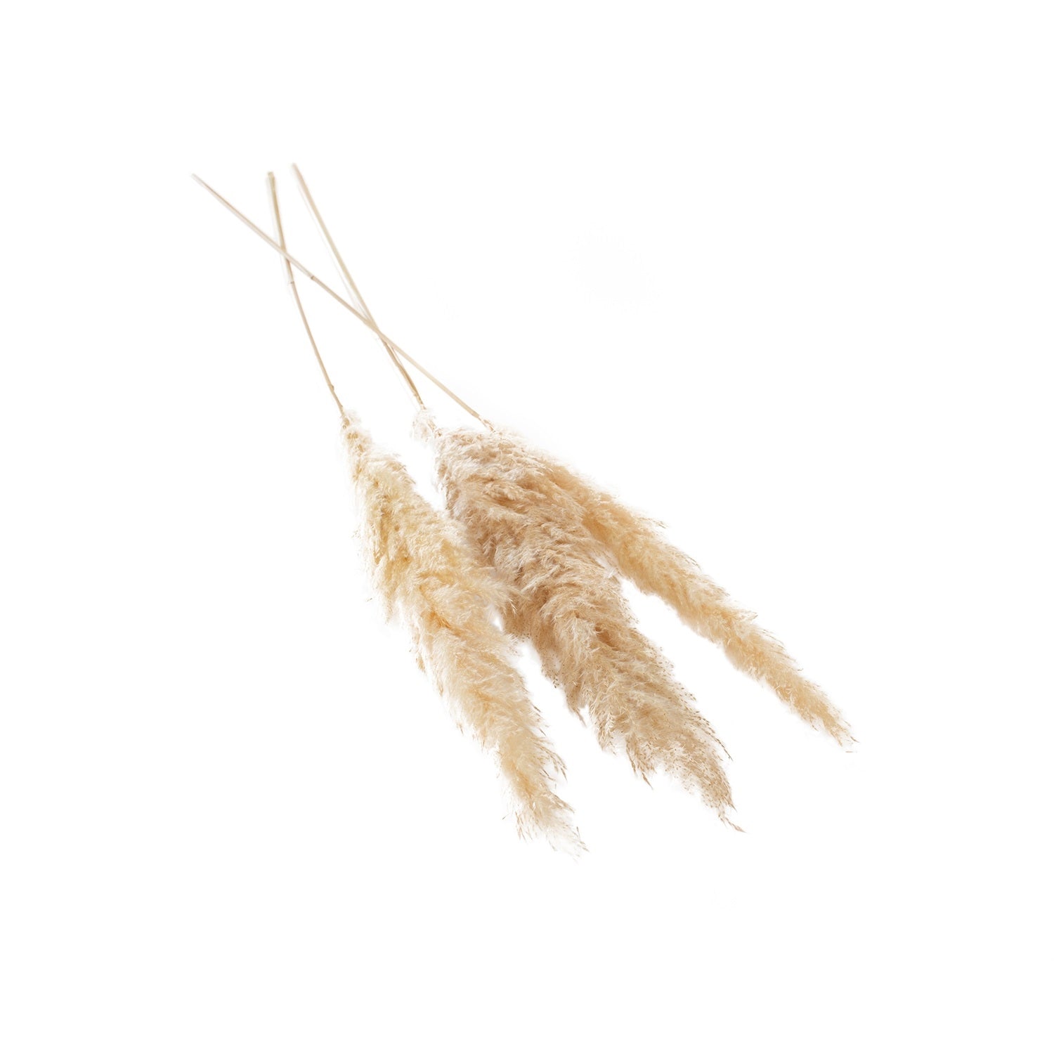 Large Pampas Grass- Pack of 3