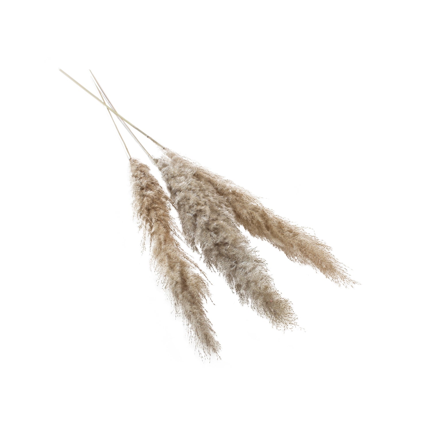 Large Pampas Grass- Pack of 3