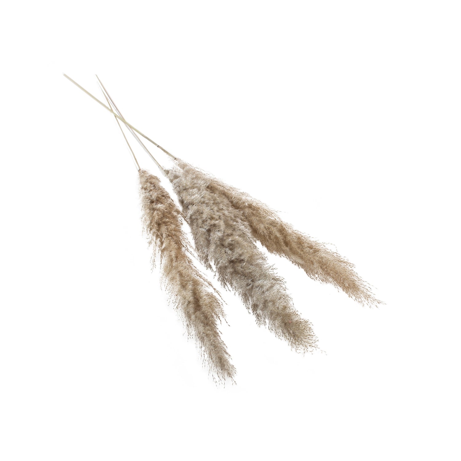 Large Pampas Grass (Pack of 3)