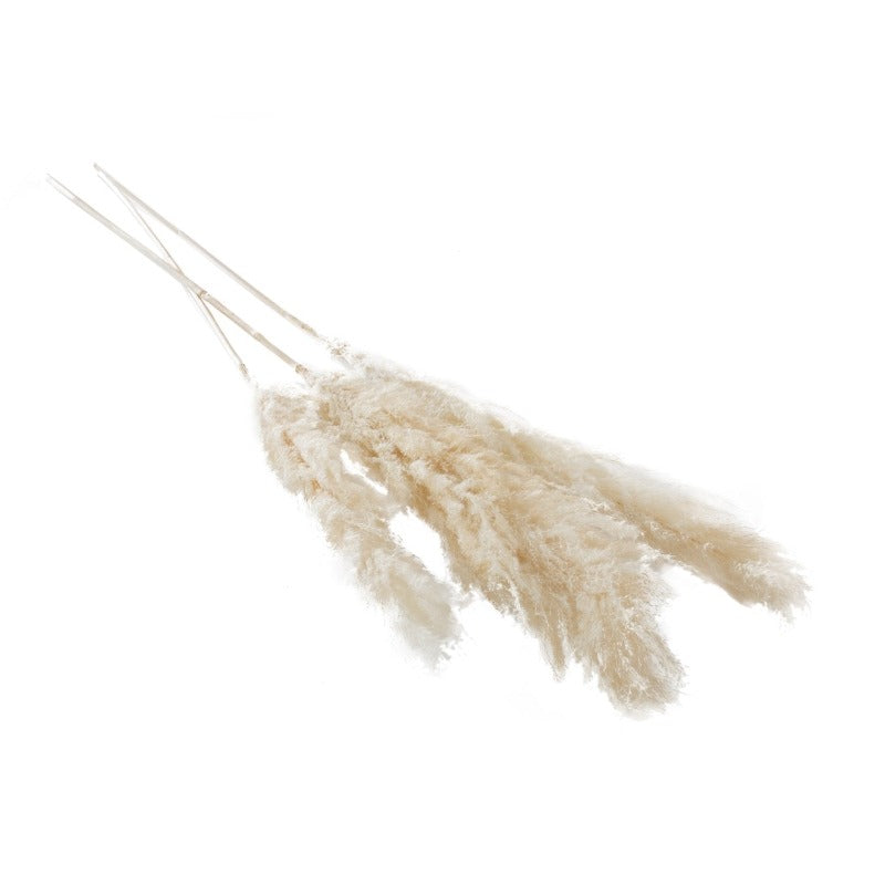 Pampas Grass 60" (3 Colors)
