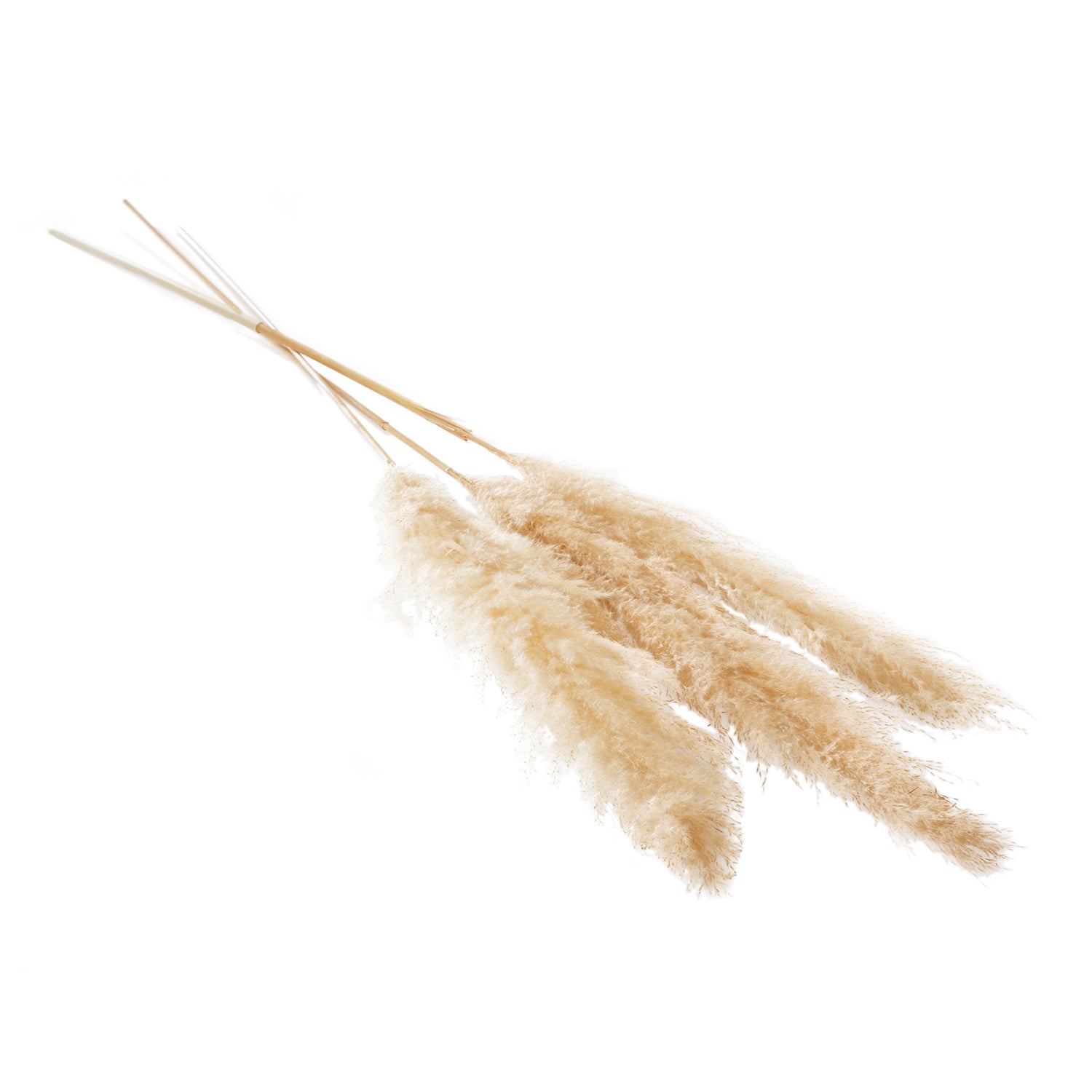 Pampas Grass 60" (3 Colors)