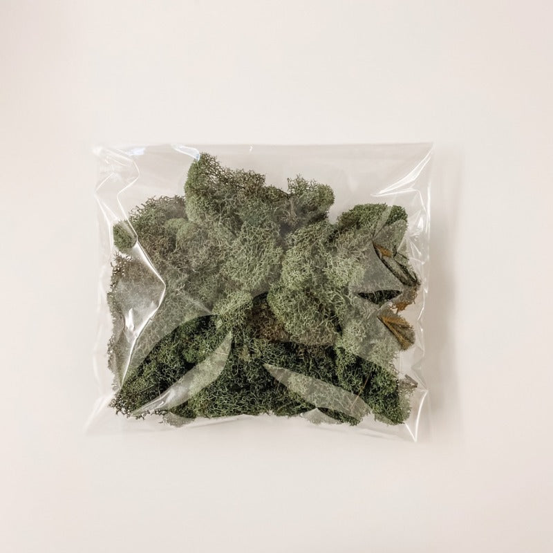 Green Reindeer Moss