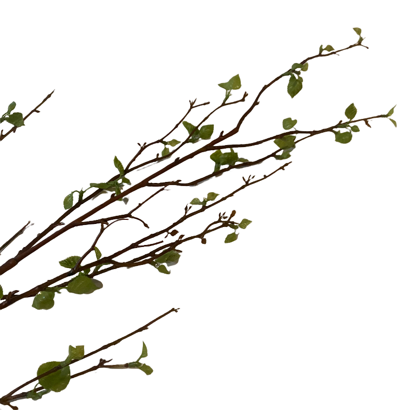 Birch Spray Stem