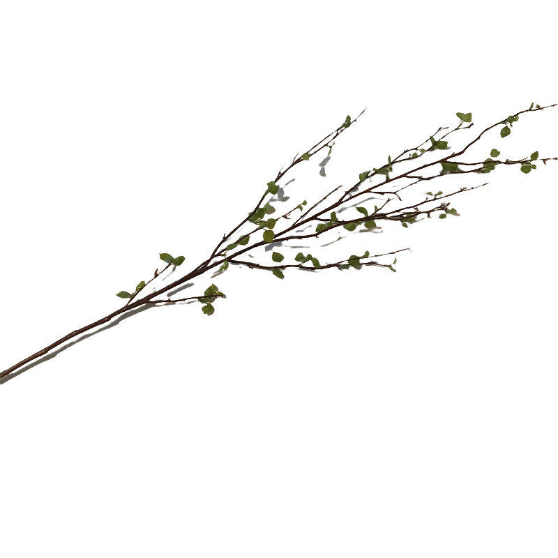 Birch Spray Stem