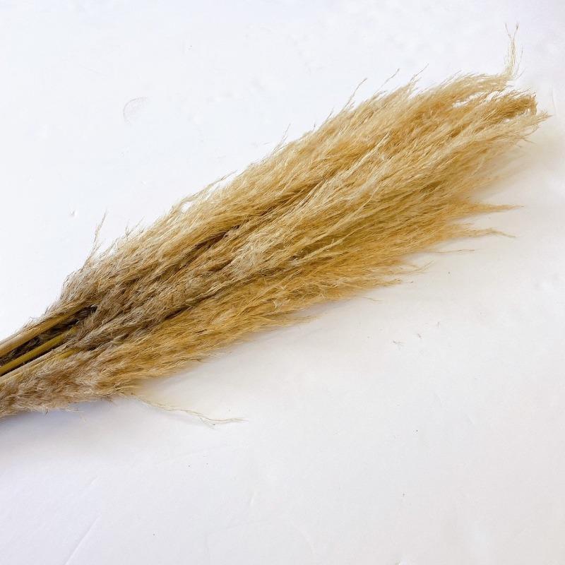 Tan Pampas Grass - 39"
