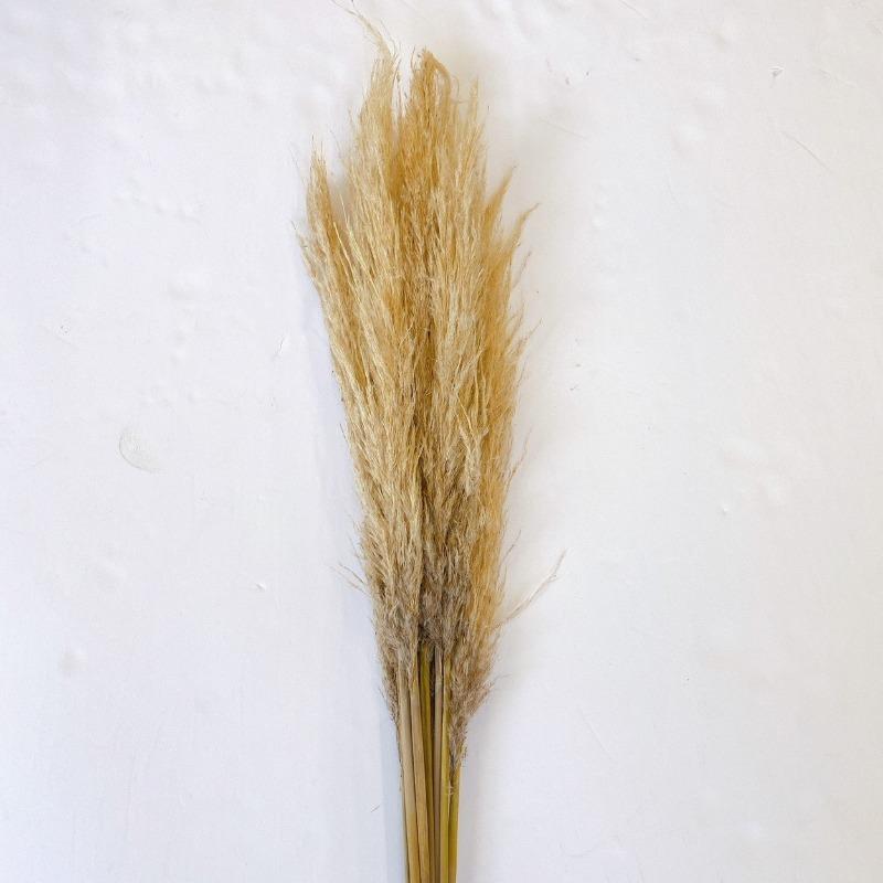 Tan Pampas Grass - 39"