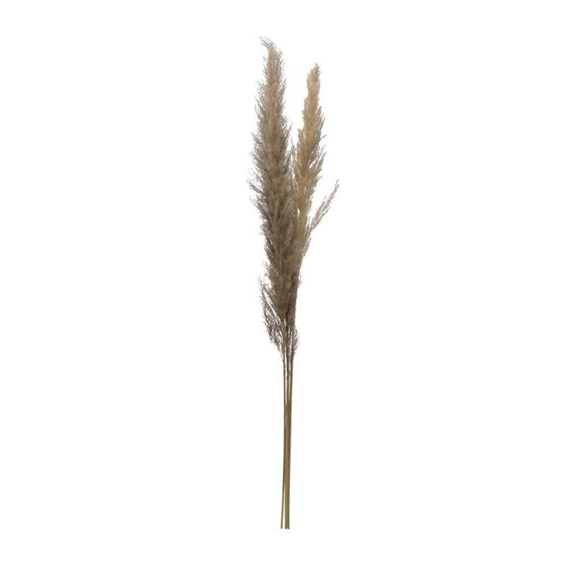 Grey Dried Pampas Grass - 43.25"