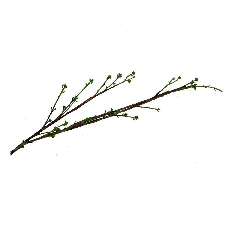 Dried Bud Branch - 40"