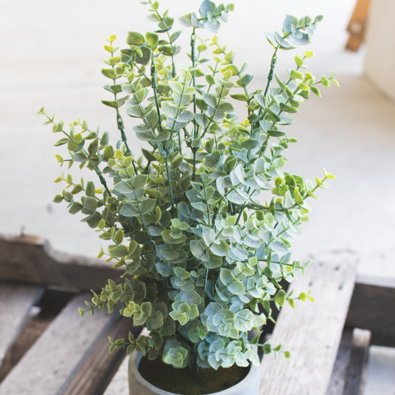 18" Potted Boxwood in Cement Pot