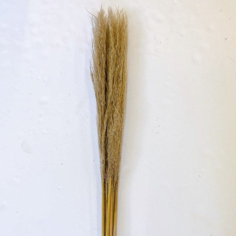 Natural Pampas Grass - 39"