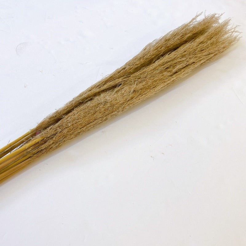 Natural Pampas Grass - 39"