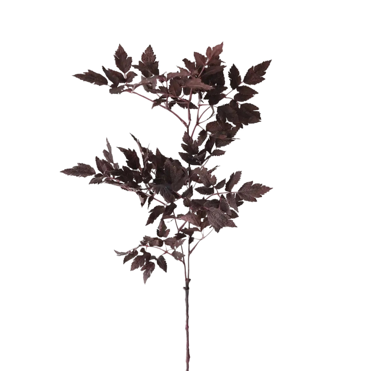 31" Cimicifuga Leaf Stem-Plum