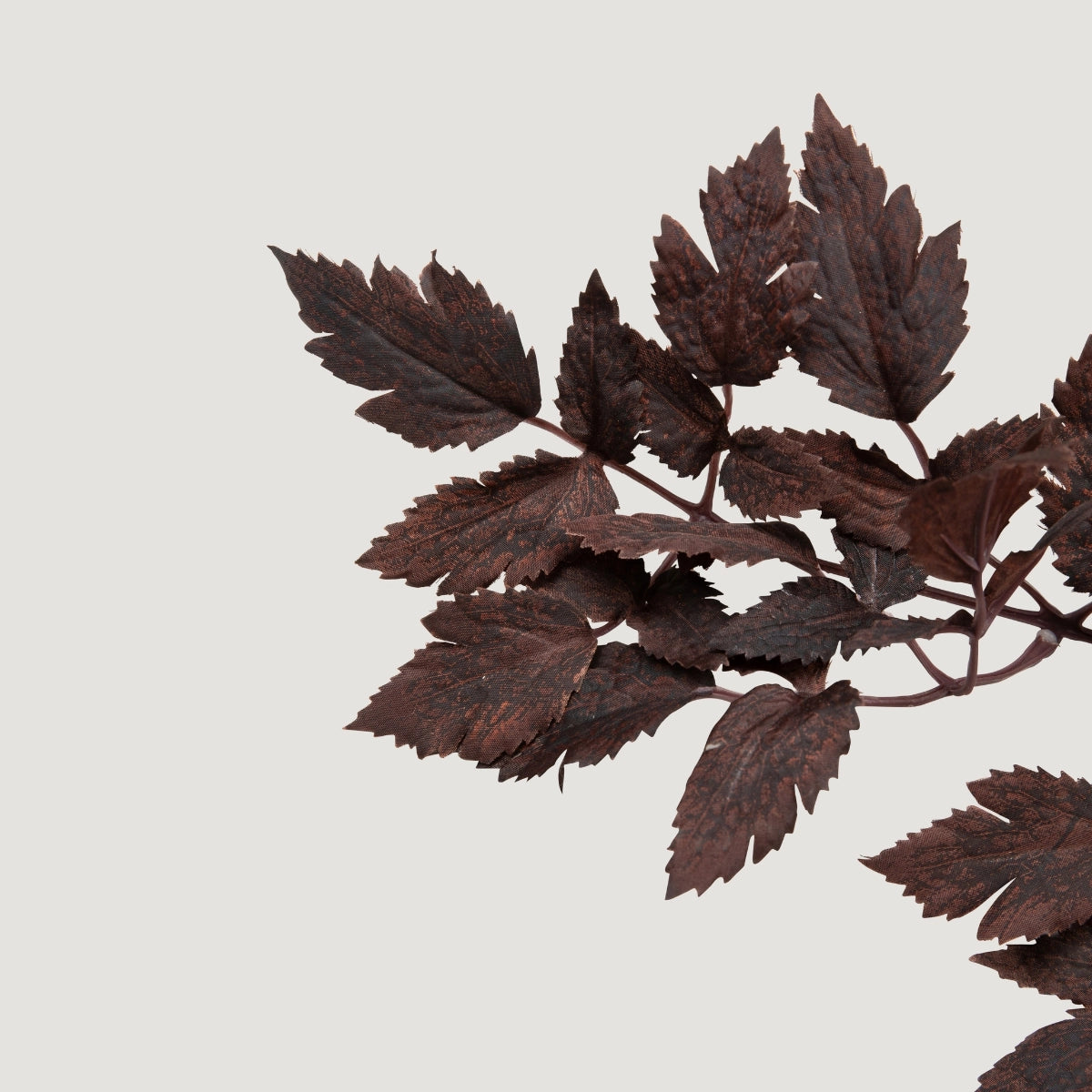 31" Cimicifuga Leaf Stem-Plum