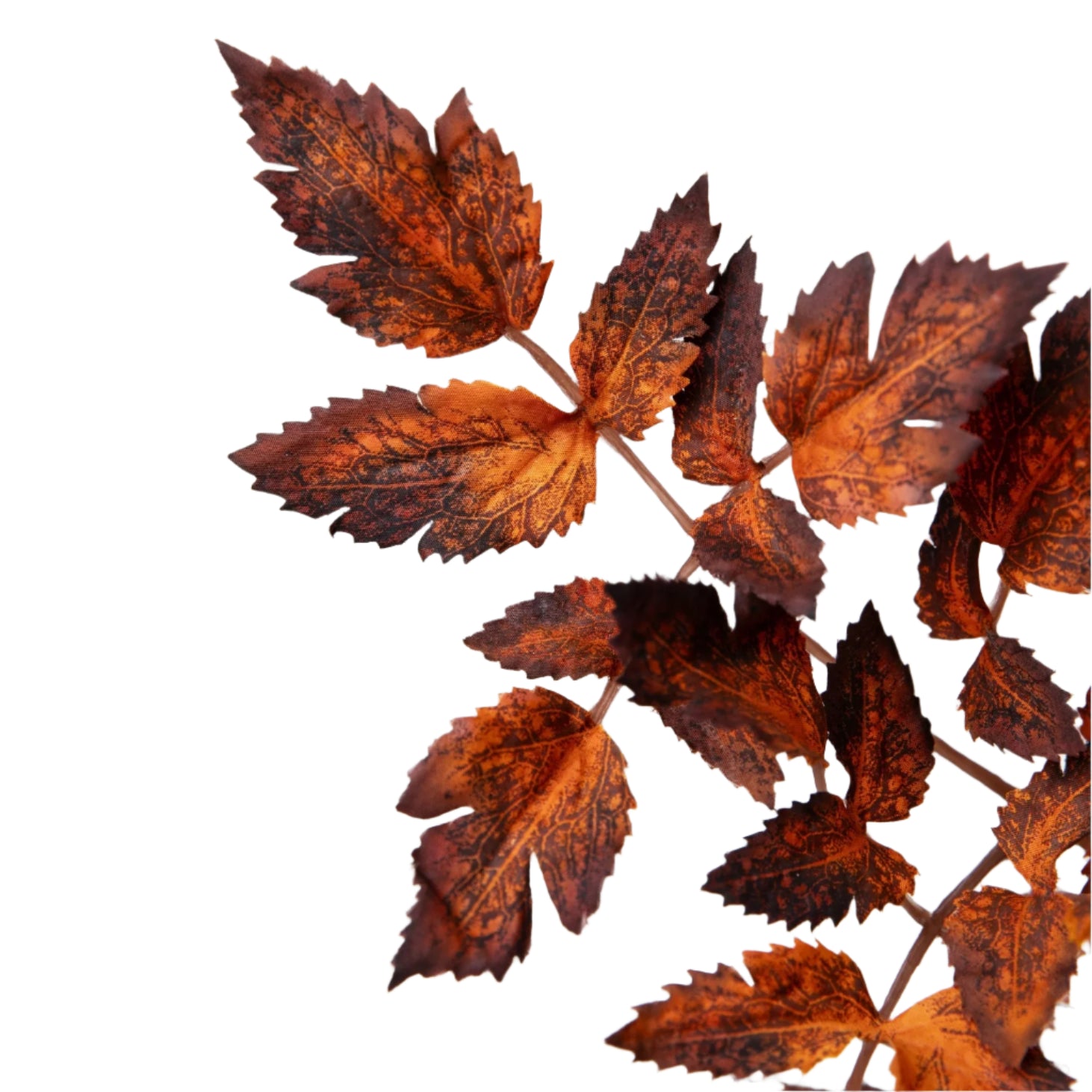 31" Cimicifuga Leaf Stem-Brown/Rust