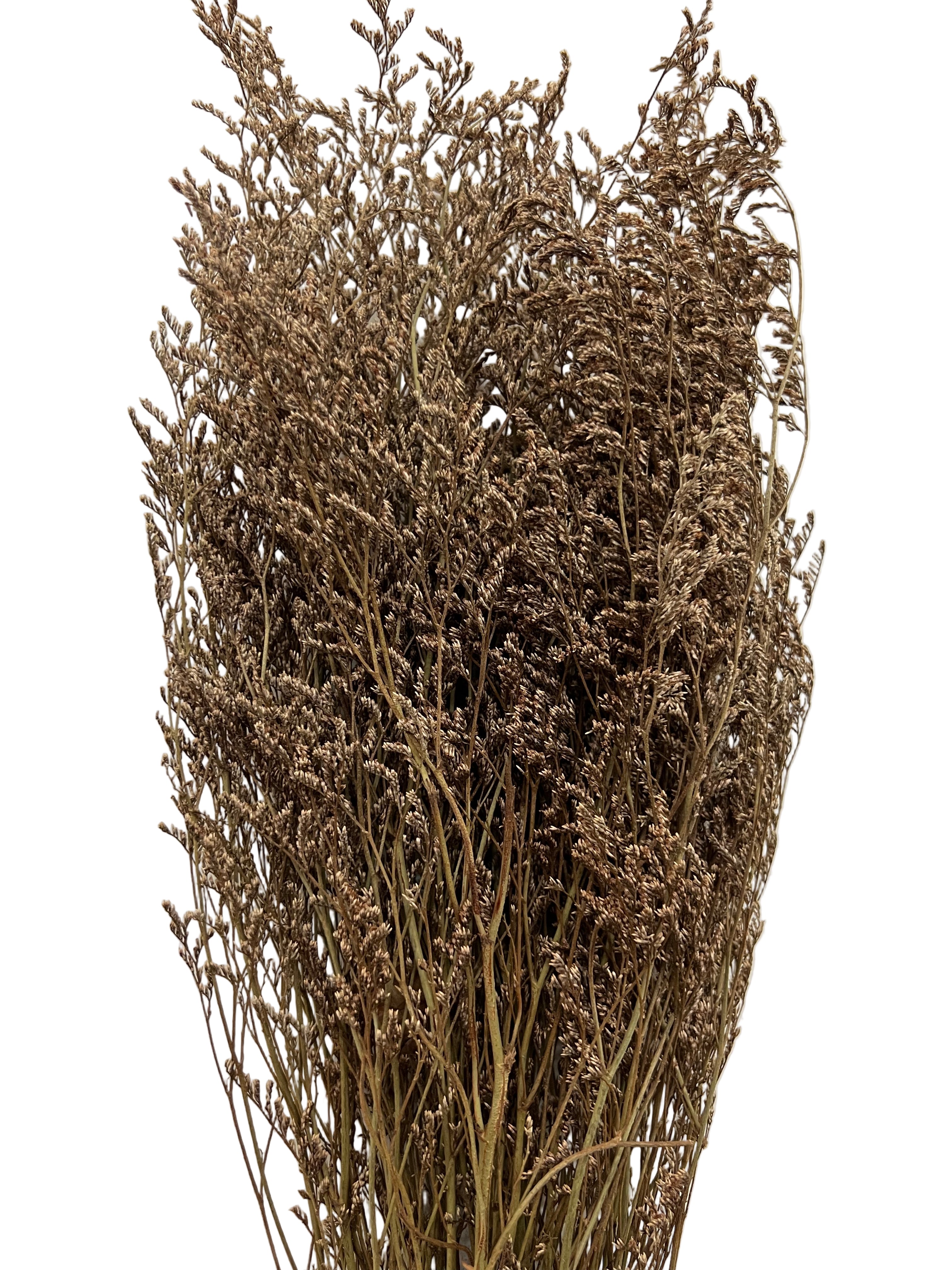 29" Dried Caspia Bunch- Natural