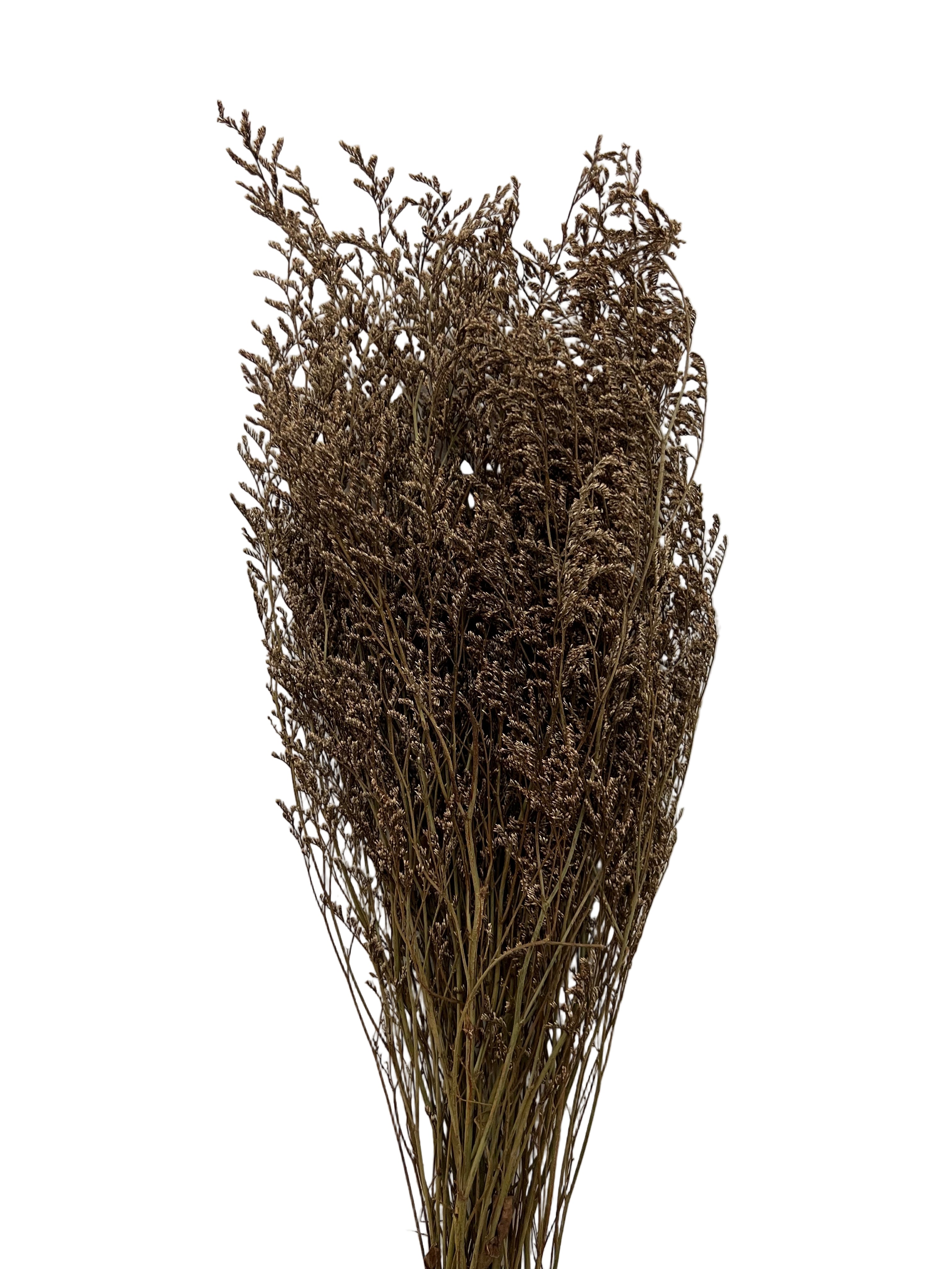 29" Dried Caspia Bunch- Natural