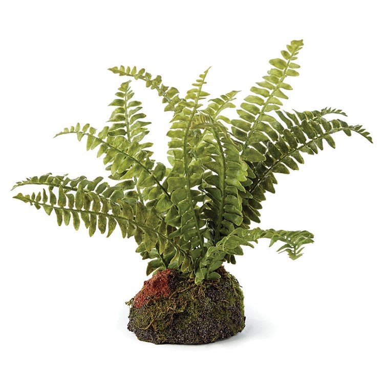 7" Boston Fern Drop-In