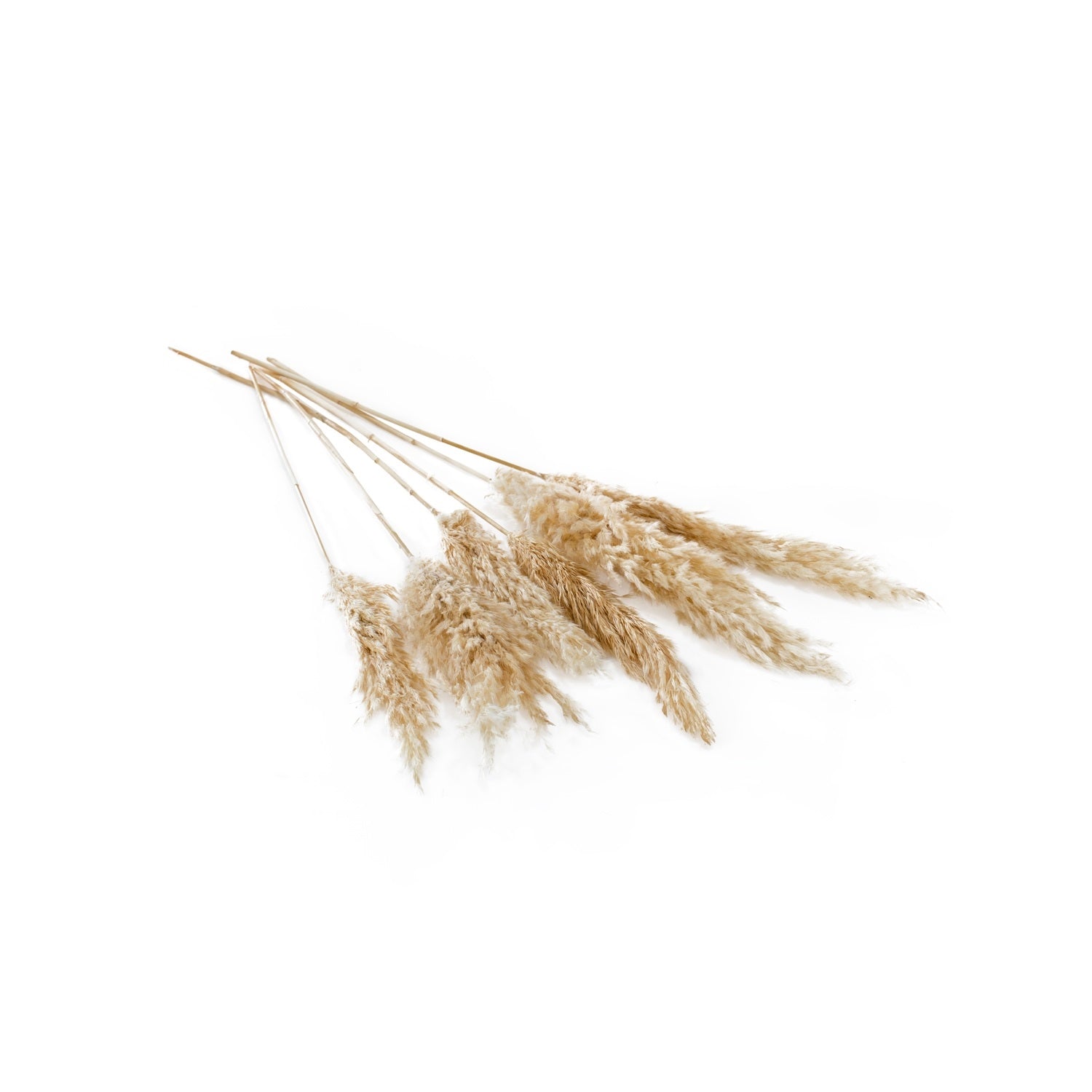 White 30" Pampas Grass- Pack of 6 (2 Styles)