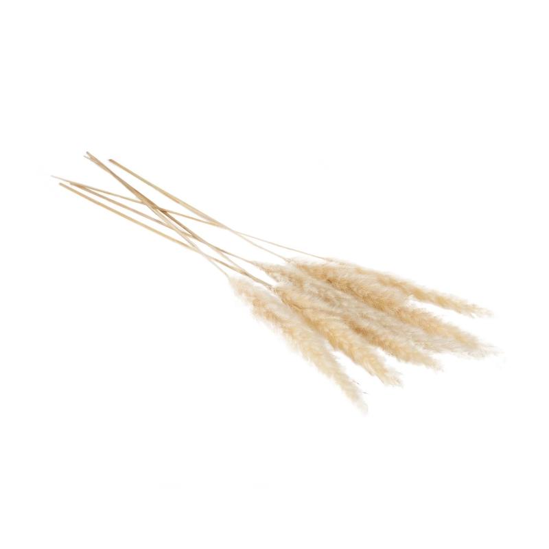 White 30" Pampas Grass- Pack of 6 (2 Styles)