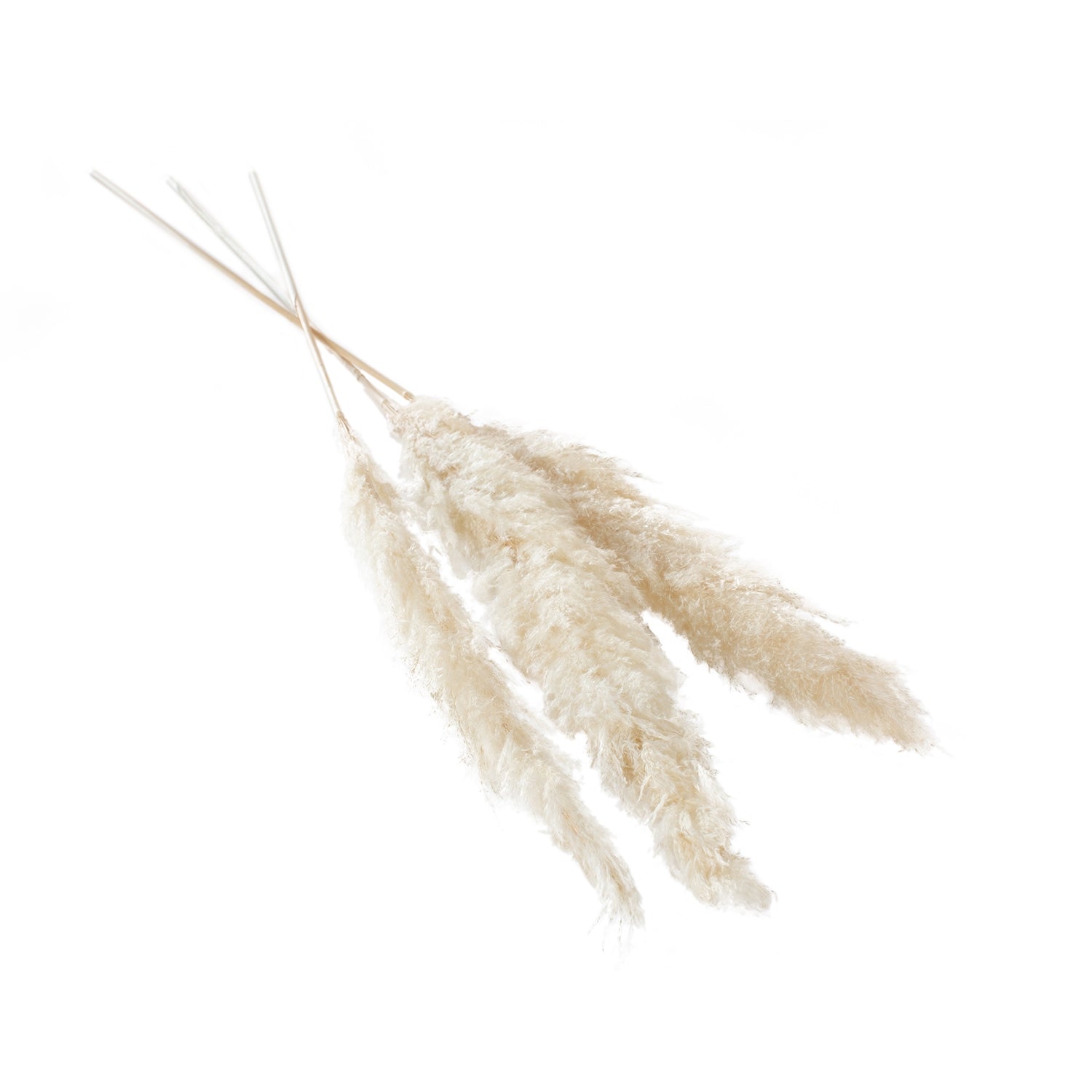 Large Pampas Grass- Pack of 3