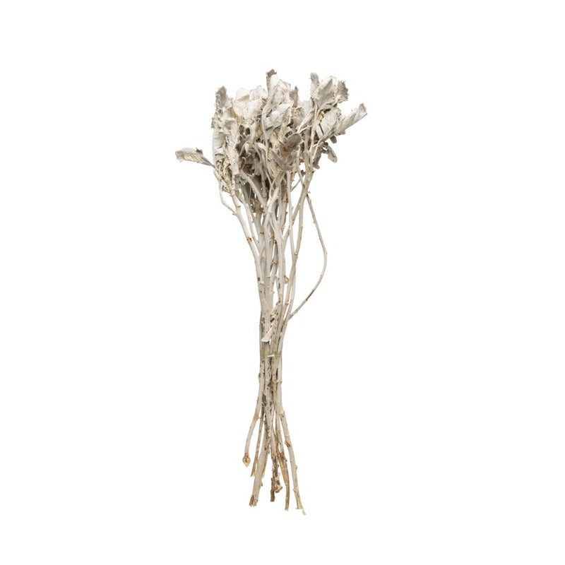 Dried Dusty Miller Bunch