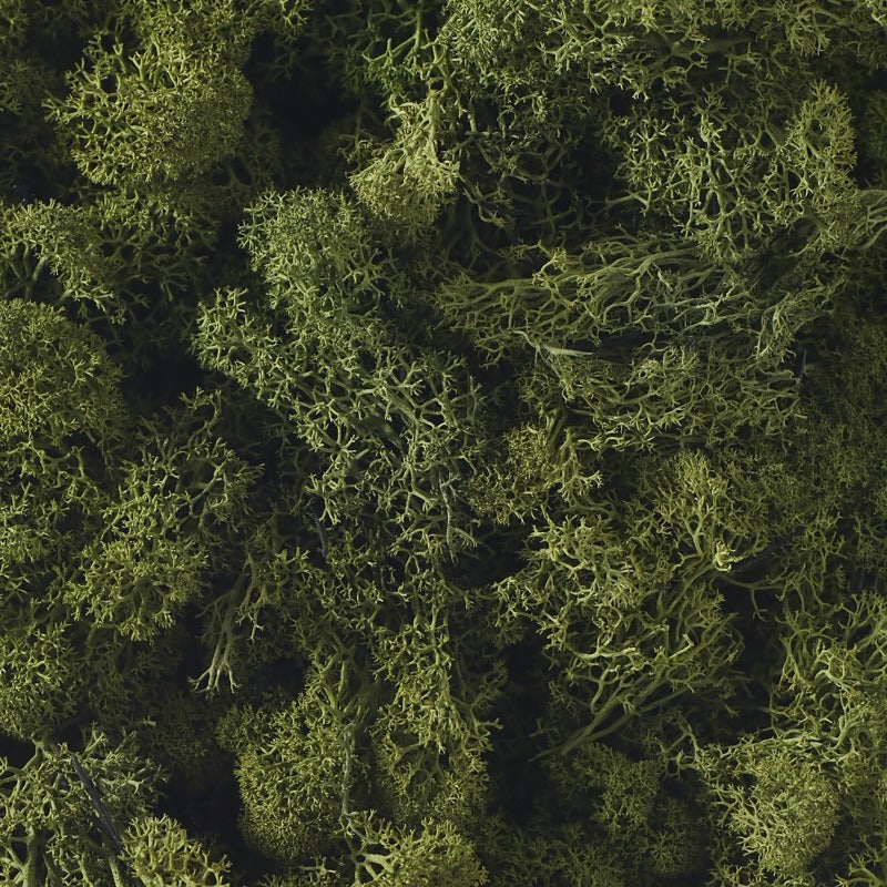 Green Reindeer Moss