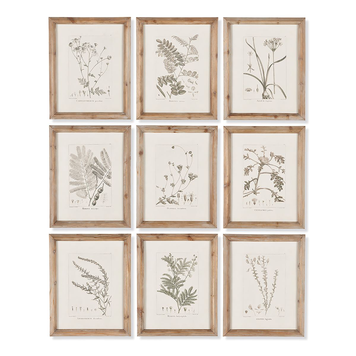 Framed Botanical Illustration-20"x25.5" (9 Styles)