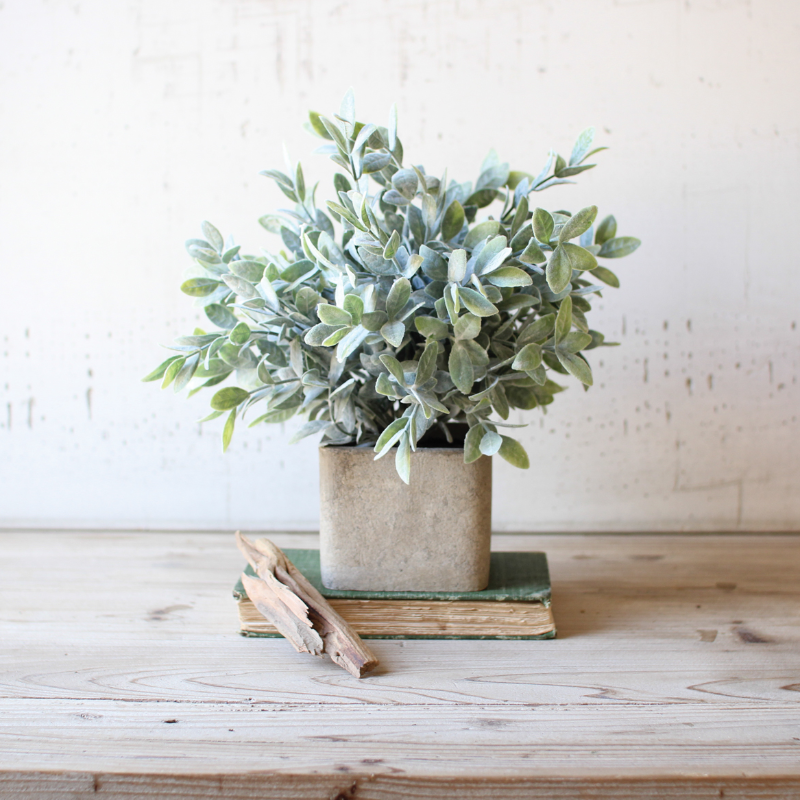 Sage in Square Cement Pot
