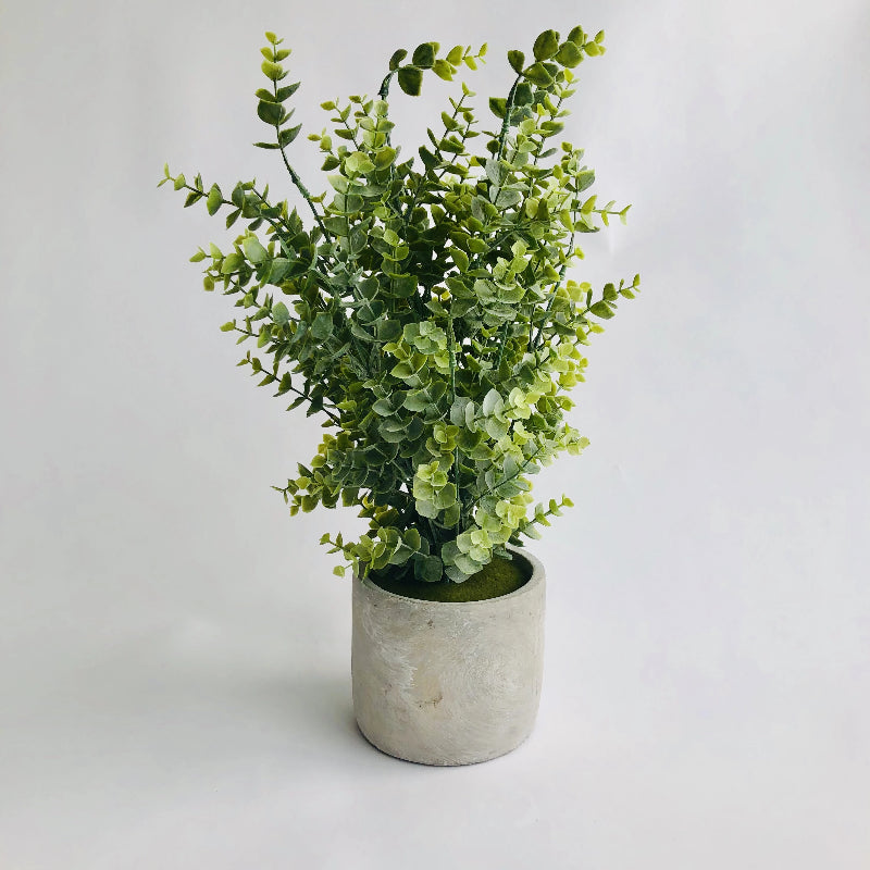 18" Potted Boxwood in Cement Pot