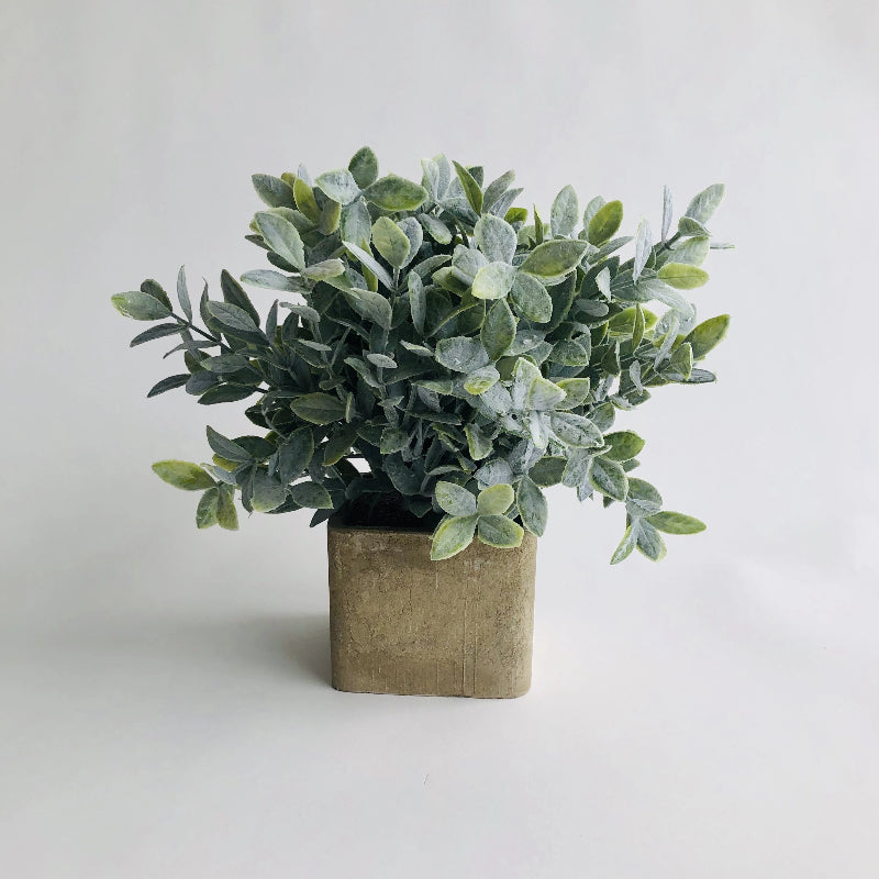 Sage in Square Cement Pot